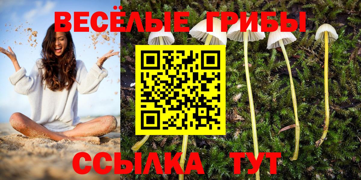 Галлюциногенные грибы Psilocybe Минеральные Воды